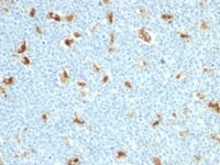 Formalin-fixed, paraffin embedded human tonsil sections stained with 100 ul anti-S100A9 (clone S100A9/1011) at 1:300. HIER epitope retrieval prior to staining was performed in 10mM Citrate, pH 6.0.